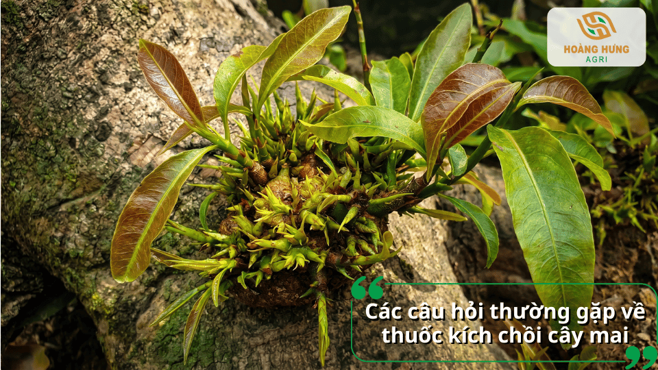 Giải đáp các câu hỏi thường gặp về thuốc kích chồi cây mai và cách sử dụng để đạt hiệu quả cao nhất.