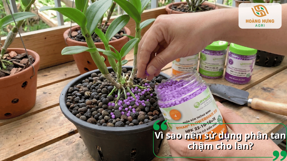 Sử dụng phân tan chậm cho lan giúp cung cấp dinh dưỡng ổn định, giảm thất thoát phân bón và tiết kiệm công chăm sóc.