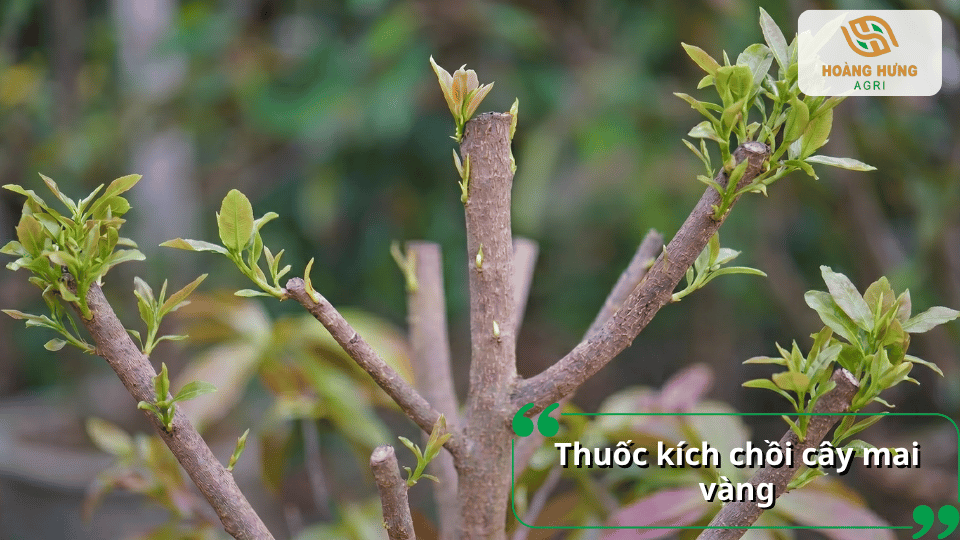Cây mai vàng sau cắt tỉa xuất hiện nhiều chồi non khỏe mạnh nhờ sử dụng thuốc kích chồi đúng cách.