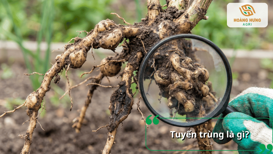 Tuyến trùng gây hại rễ cây tạo các nốt sưng và làm suy giảm khả năng hấp thụ dinh dưỡng của cây trồng.