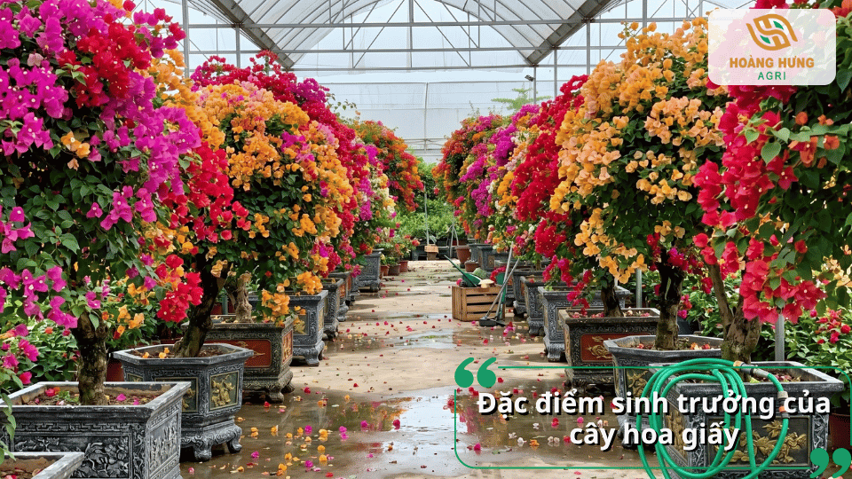 Những chậu hoa giấy nhiều màu sắc phát triển khỏe mạnh, thích nghi tốt với điều kiện khí hậu nóng và nhiều nắng.