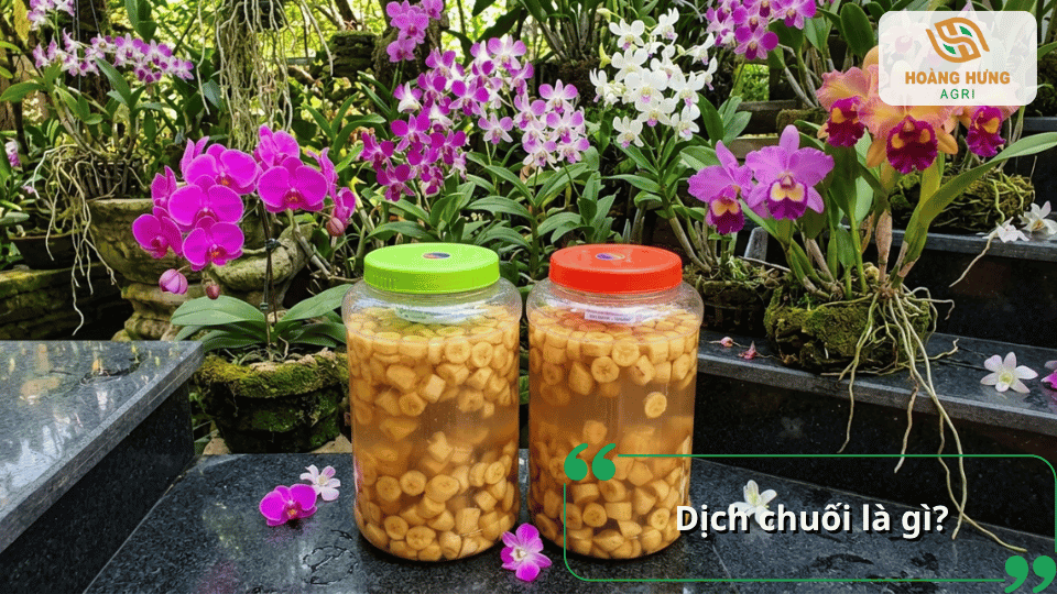 Dịch chuối lên men giàu kali và dưỡng chất hữu cơ được nhiều người trồng lan sử dụng để chăm sóc cây.
