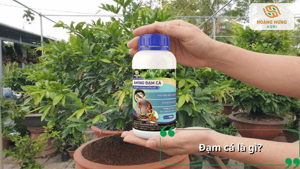 Đạm cá là gì và công dụng của phân đạm cá đối với sự phát triển của cây mai vàng.