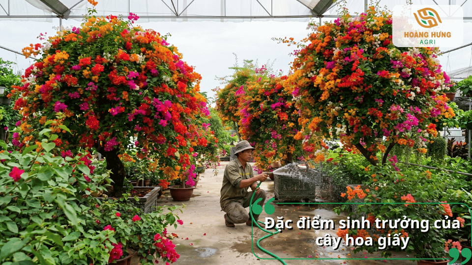 Đặc điểm sinh trưởng của cây hoa giấy với khả năng phát triển mạnh và cho hoa nhiều màu sắc.