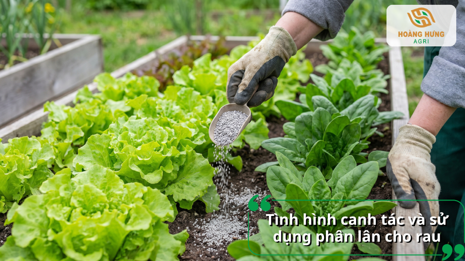 Tình hình canh tác và sử dụng phân lân cho rau trong sản xuất rau màu hiện nay.
