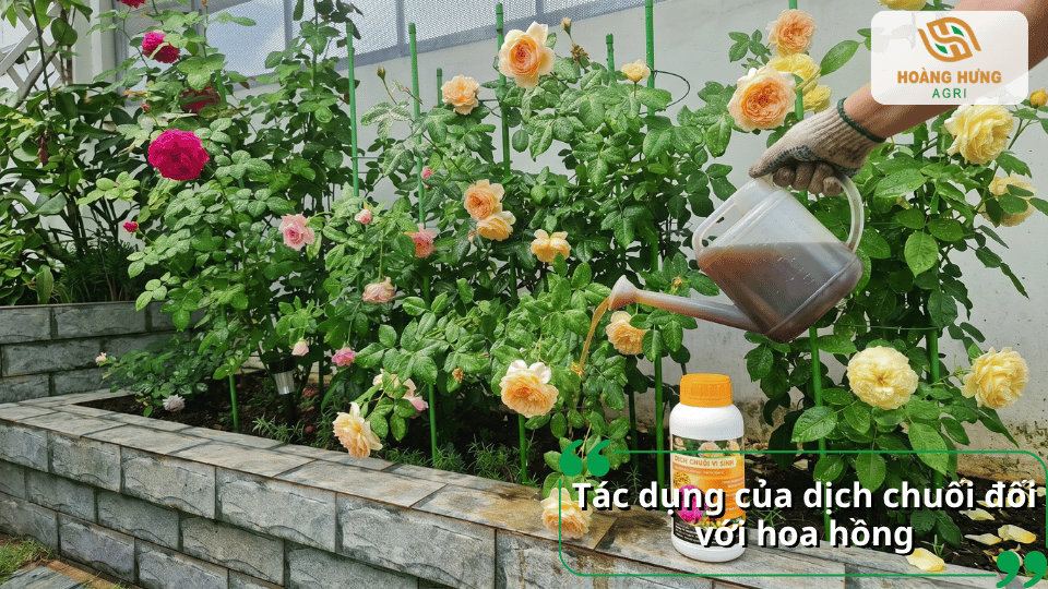 Cách làm dịch chuối tưới hoa hồng đơn giản tại nhà giúp cây khỏe mạnh, nhiều nụ và hoa nở rực rỡ quanh năm.