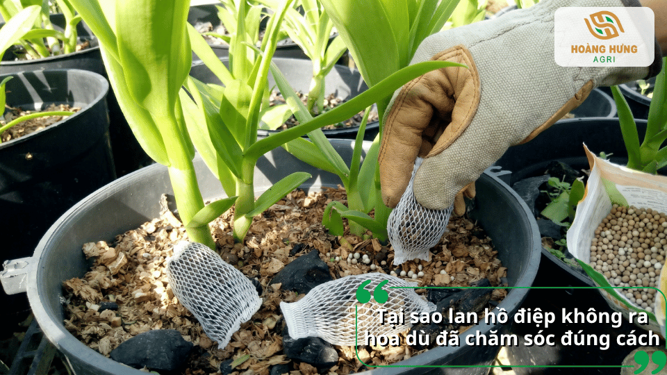 Nguyên nhân lan hồ điệp không ra hoa dù được chăm sóc đúng cách và giải pháp bón phân phù hợp