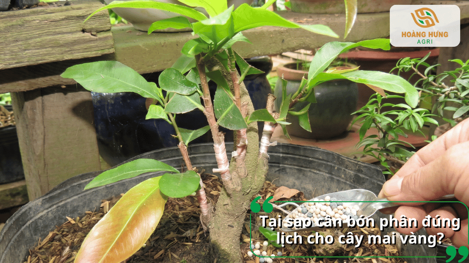 Bón phân đúng thời điểm giúp cây mai vàng sinh trưởng khỏe, phát triển tán lá, tích lũy dinh dưỡng và tạo nhiều nụ hoa.