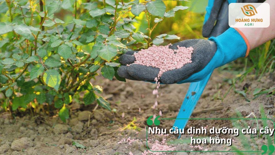 Cây hoa hồng cần được bổ sung đầy đủ đạm, lân, kali và các trung vi lượng để sinh trưởng khỏe, ra nhiều nụ và hoa đẹp.