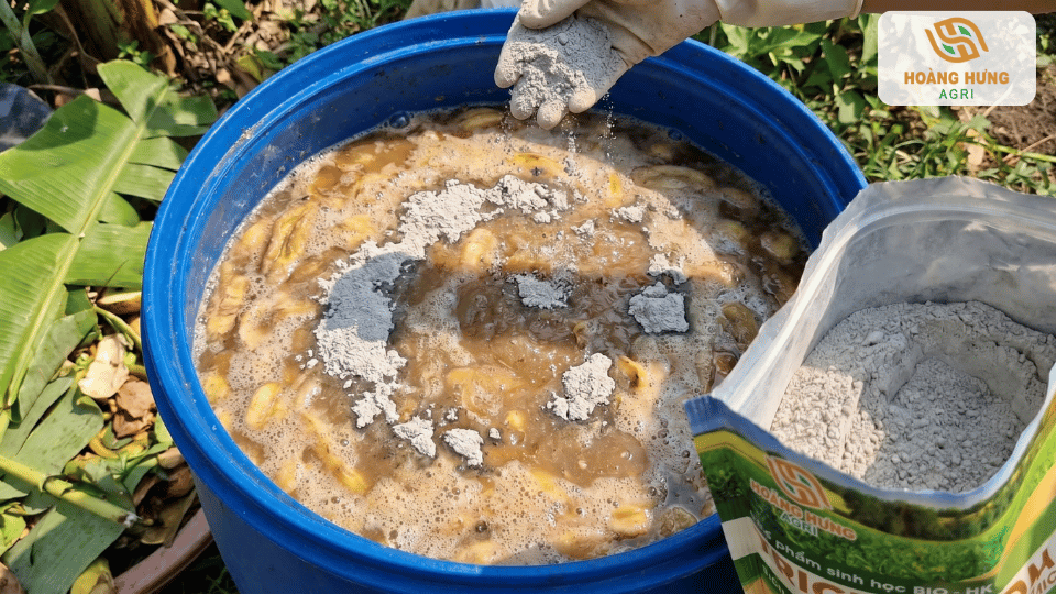 Bổ sung chế phẩm Trichoderma vào thùng chuối ủ để thúc đẩy quá trình lên men