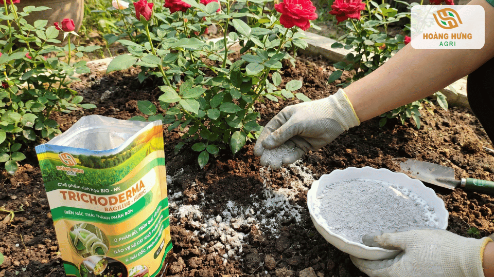 Rải nấm Trichoderma quanh gốc hoa hồng để bổ sung vi sinh vật có lợi, cải thiện môi trường đất