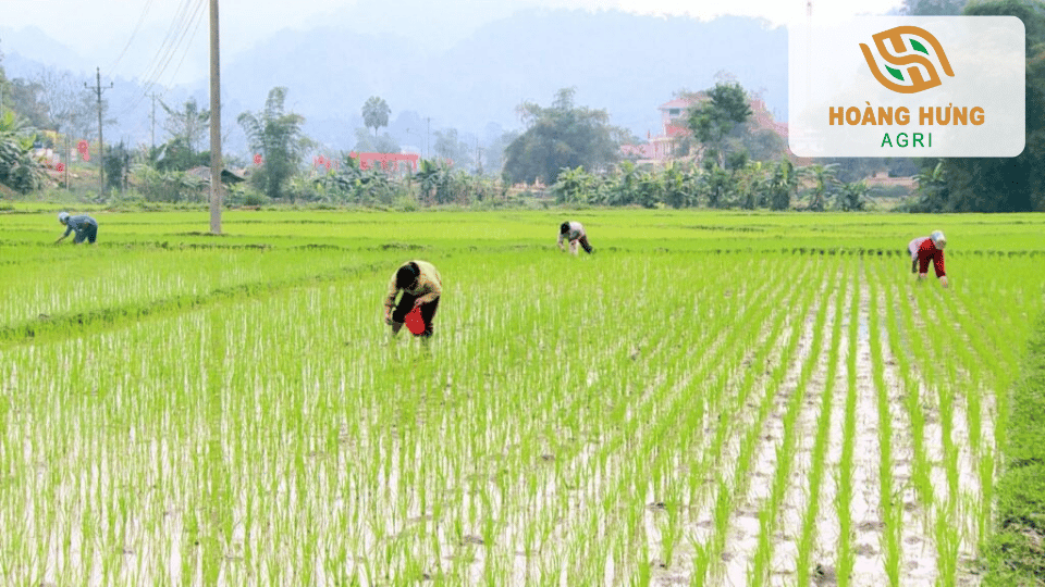 Nông dân chăm sóc ruộng lúa giai đoạn mạ non, thời điểm cần bổ sung dinh dưỡng để cây phát triển khỏe mạnh.