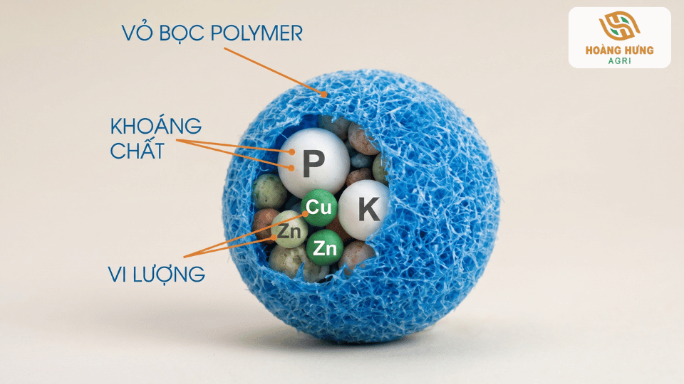 Mô hình cấu tạo hạt phân tan chậm với lớp vỏ polymer bao bọc khoáng đa lượng và vi lượng.