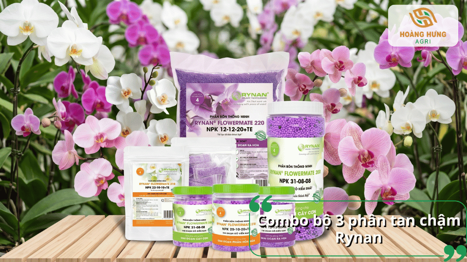 Combo bộ 3 phân tan chậm Rynan dành cho lan cung cấp dinh dưỡng theo từng giai đoạn sinh trưởng và ra hoa.