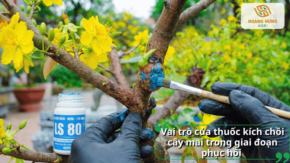 Sử dụng thuốc kích chồi giúp cây mai phục hồi nhanh sau Tết, kích thích nảy mầm và phát triển cành mới.
