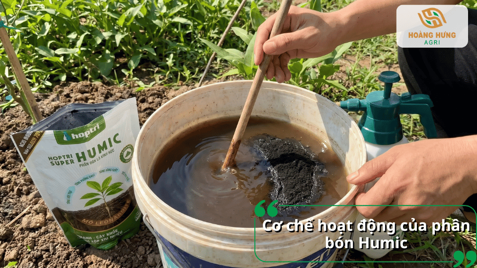 Humic hòa tan trong nước giúp cải thiện môi trường đất, tăng hấp thu dinh dưỡng và hỗ trợ cây sinh trưởng khỏe mạnh.