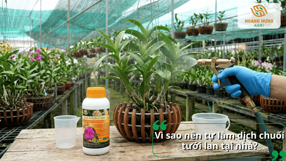 Tự làm dịch chuối tưới lan giúp tiết kiệm chi phí và chủ động nguồn dinh dưỡng hữu cơ cho lan.