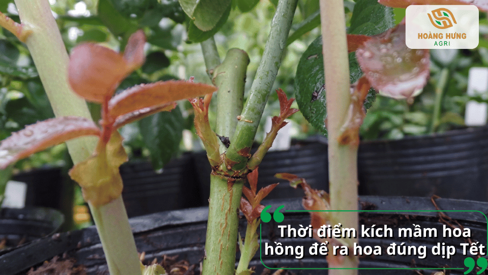 Xác định đúng thời điểm kích mầm hoa hồng giúp cây phát triển đồng đều và cho hoa nở đúng dịp mong muốn.
