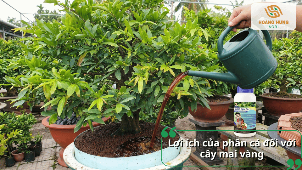 Lợi ích của phân đạm cá đối với cây mai vàng giúp cây xanh tốt và tăng khả năng ra hoa.