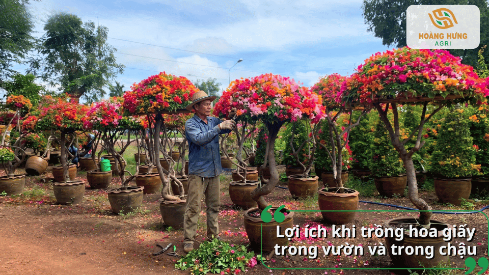Lợi ích khi trồng hoa giấy trong vườn và trong chậu giúp tạo cảnh quan đẹp và tăng giá trị thẩm mỹ.