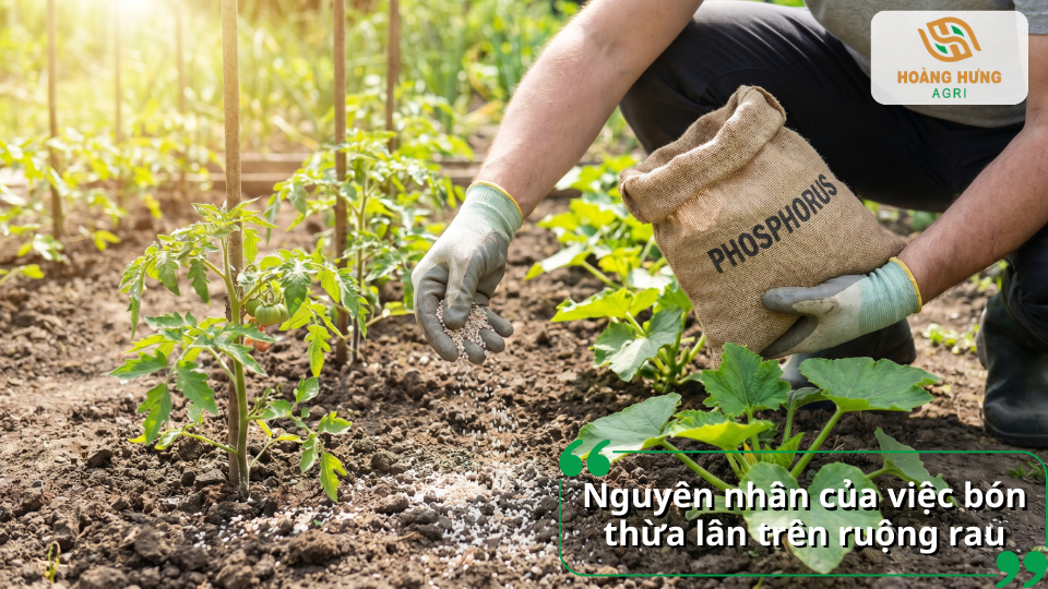 Nguyên nhân bón thừa phân lân trên ruộng rau và những ảnh hưởng đến sinh trưởng cây trồng.