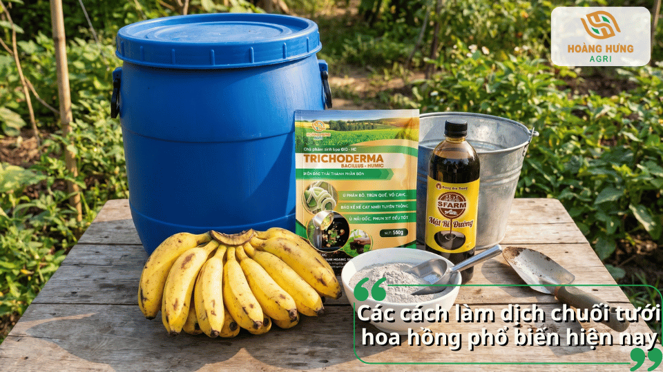 Nguyên liệu làm dịch chuối tưới hoa hồng gồm chuối chín, mật rỉ đường và chế phẩm vi sinh giúp tăng hiệu quả lên men.