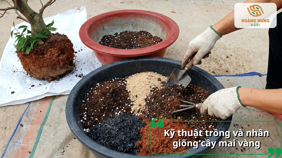 Kỹ thuật trồng và nhân giống cây mai vàng với giá thể phù hợp giúp cây bén rễ nhanh, sinh trưởng khỏe và phát triển ổn định.