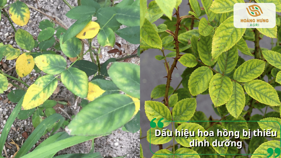 Dấu hiệu hoa hồng thiếu dinh dưỡng gồm lá vàng, cây còi cọc, sinh trưởng chậm, ít nụ và hoa nhỏ, nhanh tàn.