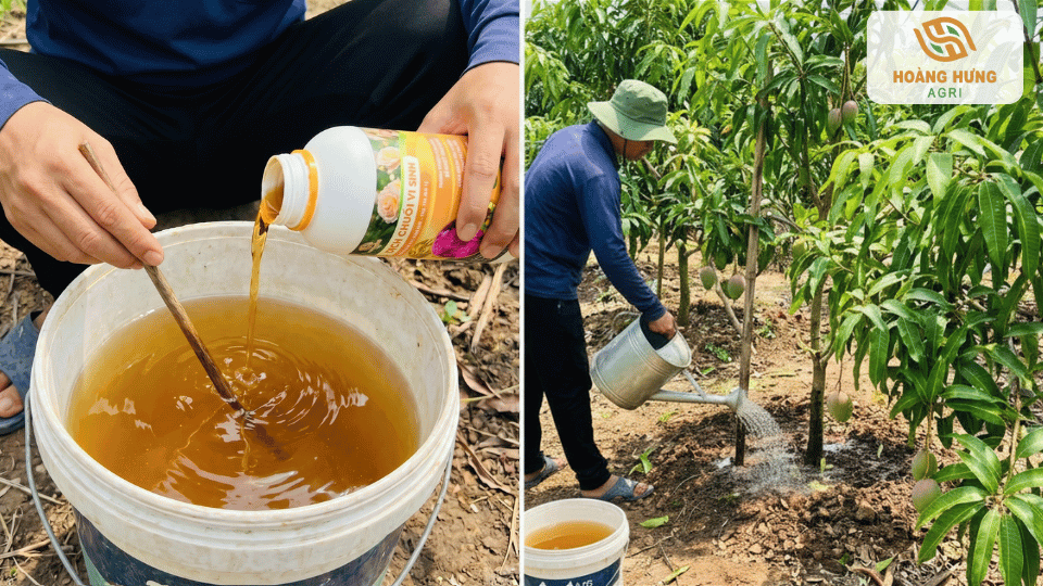 Pha loãng dịch chuối vi sinh và tưới cho cây ăn trái nhằm tăng khả năng hấp thu dinh dưỡng