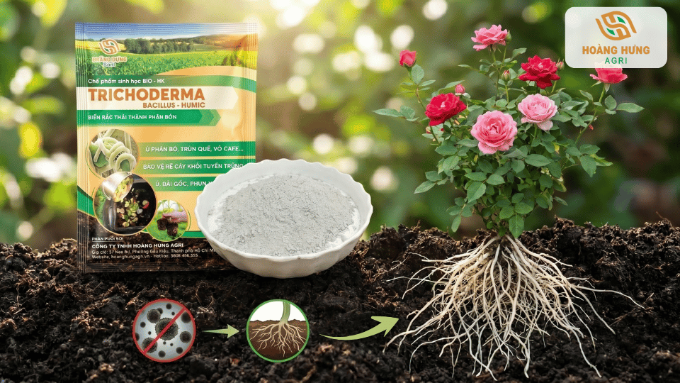 Nấm Trichoderma giúp ức chế nấm bệnh trong đất, kích thích rễ phát triển mạnh, tăng khả năng hấp thu dinh dưỡng