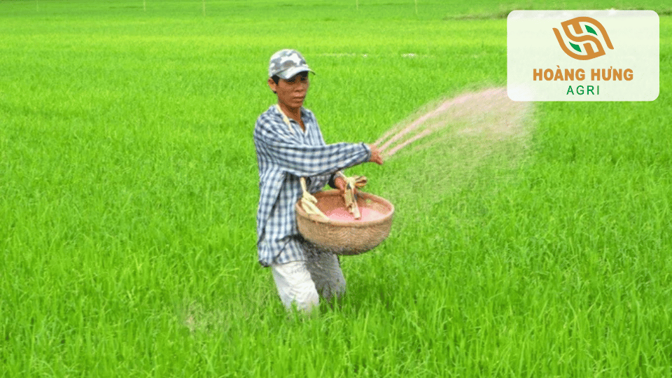 Nông dân rải phân trên ruộng lúa xanh tốt nhằm thúc đẩy quá trình đẻ nhánh và phát triển thân lá.