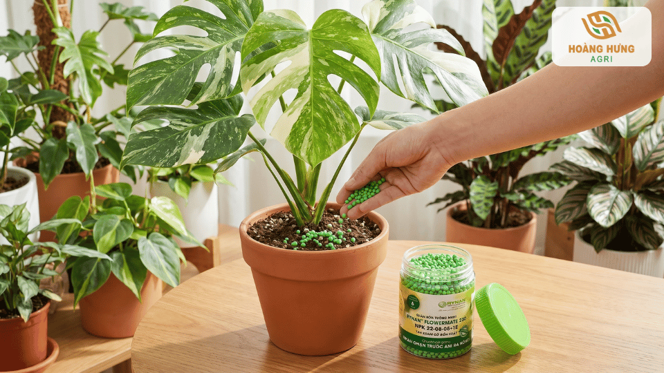 Bón phân tan chậm cho cây Monstera trong chậu giúp cây phát triển khỏe mạnh và lá xanh bền đẹp.