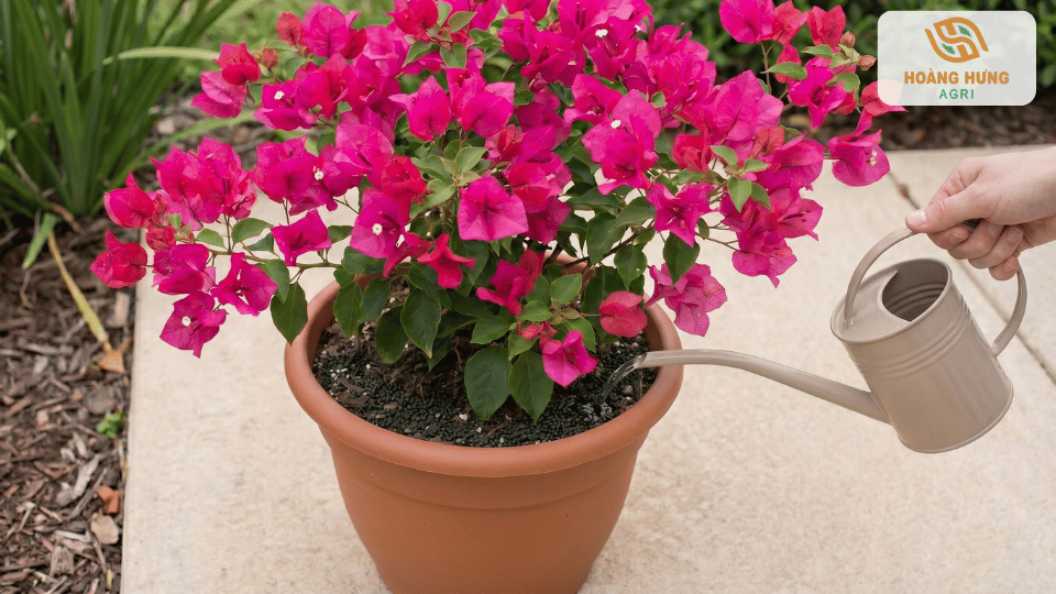 Tưới nước chăm sóc chậu hoa giấy bonsai nở hoa hồng rực rỡ tại sân vườn.