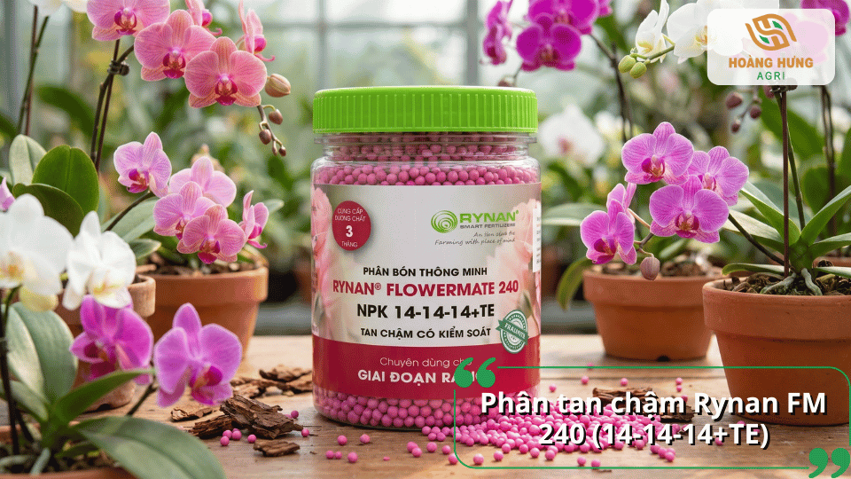 Phân tan chậm Rynan FM 240 NPK 14-14-14+TE giúp lan phát triển cân đối, tăng sức đề kháng và duy trì dinh dưỡng lâu dài.