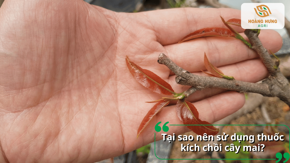 Chồi non trên cây mai phát triển đồng đều sau khi áp dụng các biện pháp kích thích sinh trưởng phù hợp.
