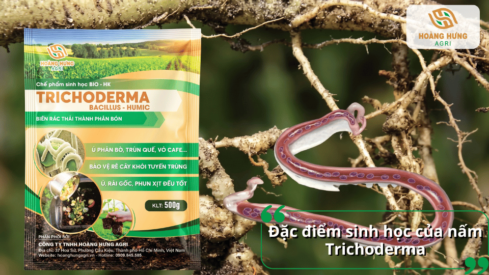 Nấm Trichoderma là vi sinh vật có lợi giúp cải tạo đất, bảo vệ bộ rễ và hỗ trợ kiểm soát tuyến trùng.