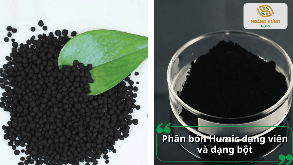 Các dạng phân bón Humic phổ biến gồm Humic dạng viên và Humic dạng bột phù hợp nhiều phương pháp canh tác.