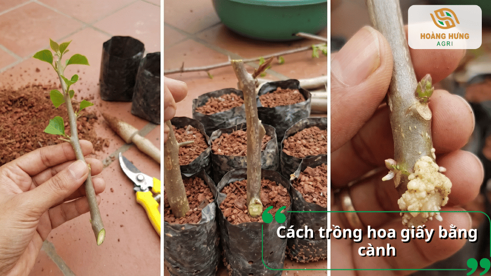 Hướng dẫn giâm cành hoa giấy với cành giống khỏe mạnh giúp cây nhanh ra rễ và phát triển ổn định.