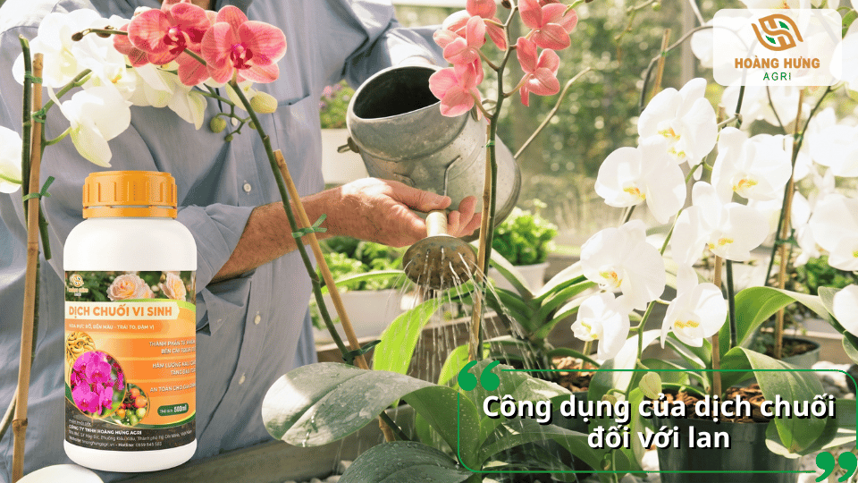 Dịch chuối giúp lan phát triển bộ rễ khỏe, tăng sức đề kháng và hỗ trợ ra hoa hiệu quả.