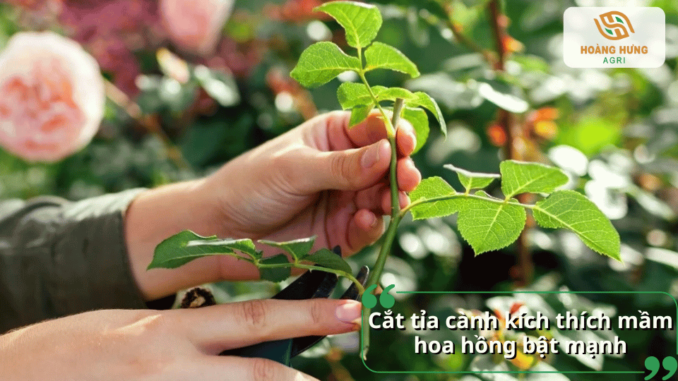 Cắt tỉa cành già, cành yếu là biện pháp giúp kích thích mầm ngủ trên cây hoa hồng phát triển mạnh.