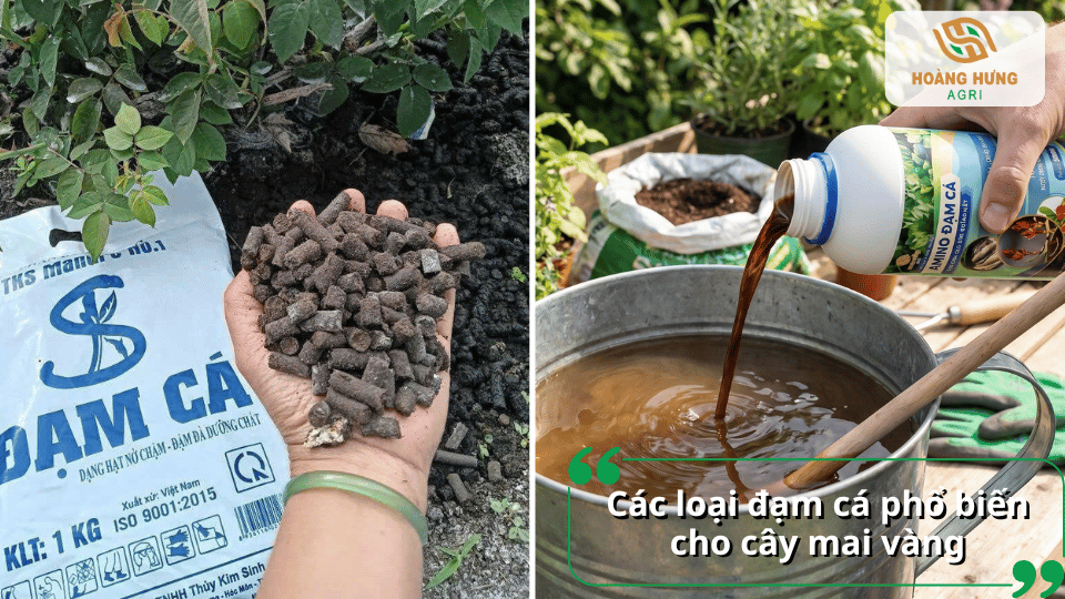 Các loại đạm cá phổ biến cho cây mai vàng gồm đạm cá dạng viên và đạm cá dạng lỏng.