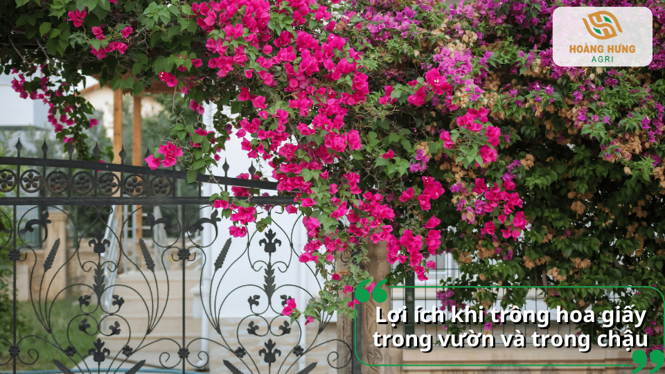 Hoa giấy leo phủ cổng tạo cảnh quan đẹp và tăng tính thẩm mỹ cho không gian sống.