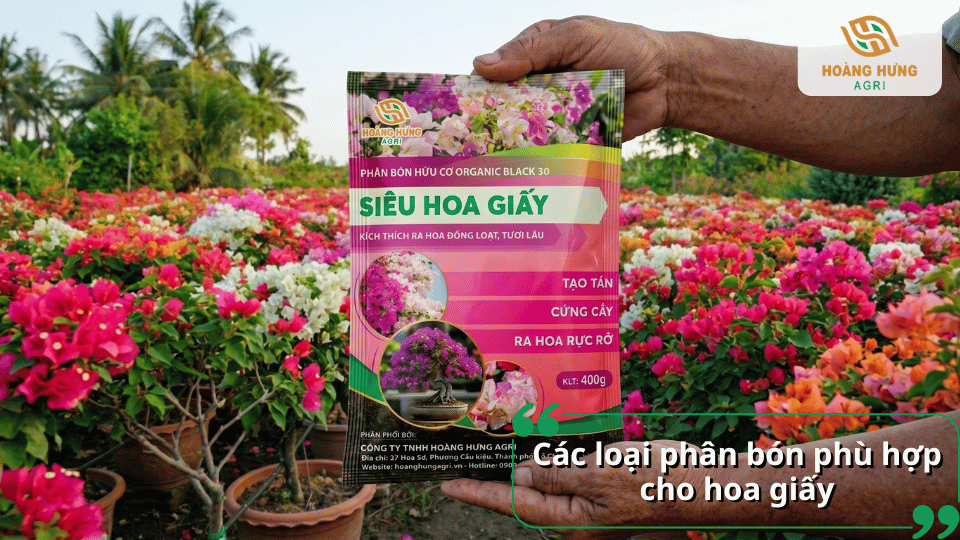 Các loại phân bón phù hợp cho hoa giấy giúp cây sinh trưởng khỏe mạnh và ra hoa đồng loạt.