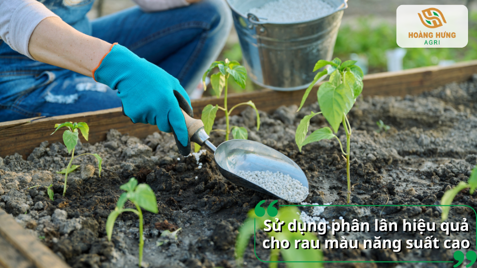 Sử dụng phân lân hiệu quả cho rau màu giúp cây hấp thu dinh dưỡng tốt và phát triển đồng đều.