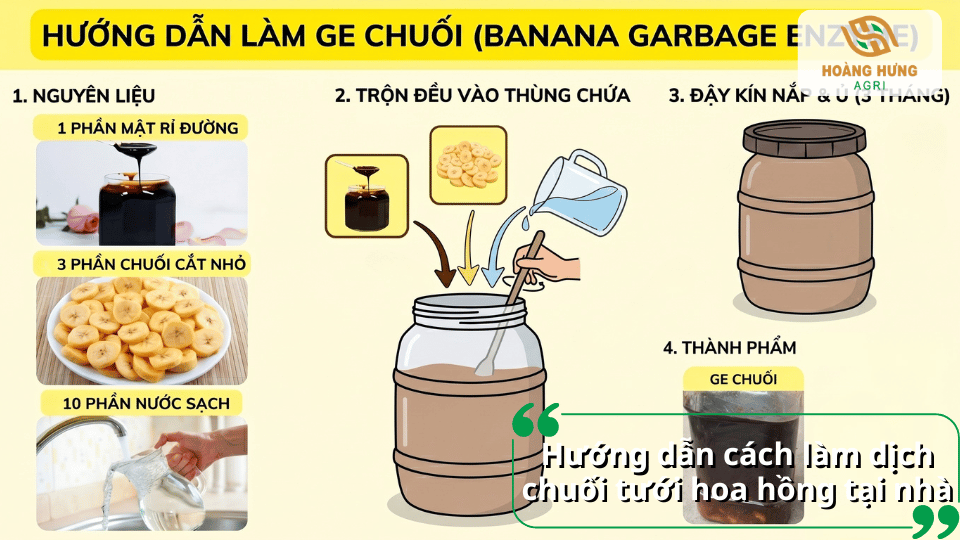 Hướng dẫn cách làm dịch chuối GE tại nhà theo tỷ lệ chuẩn giúp tạo nguồn phân bón hữu cơ giàu dinh dưỡng cho hoa hồng.