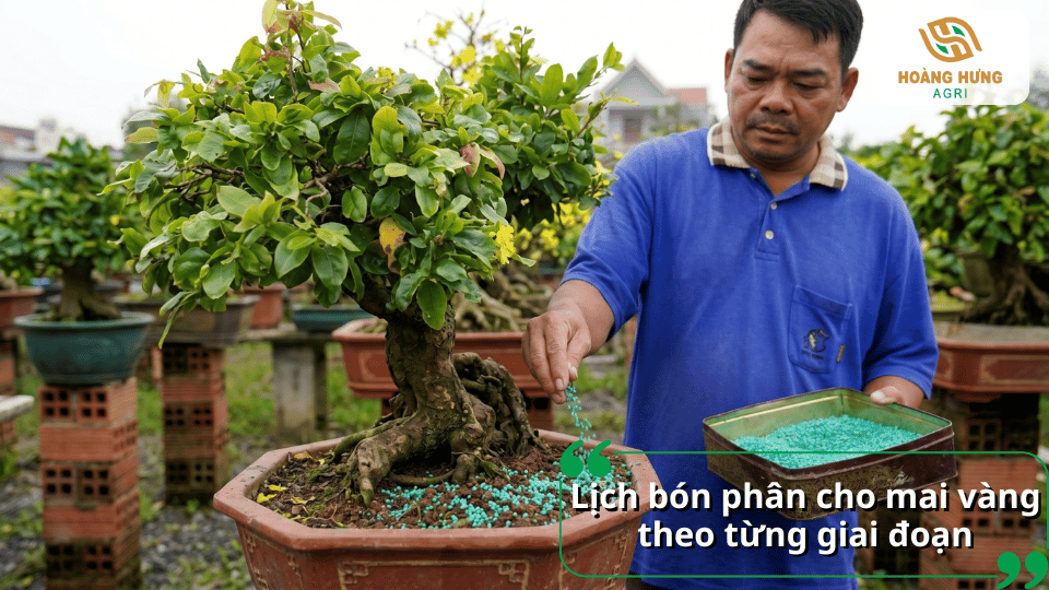 Lịch bón phân cho mai vàng theo từng giai đoạn sinh trưởng giúp cây phát triển cân đối, phân hóa mầm hoa và nở đúng thời điểm.