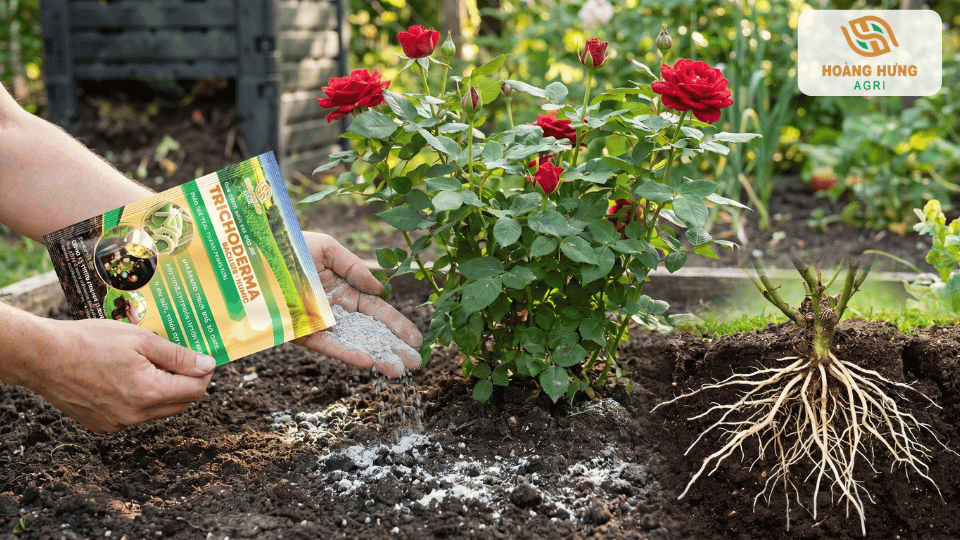 Bón nấm Trichoderma trực tiếp vào vùng rễ hoa hồng nhằm tăng mật độ vi sinh vật có ích và hỗ trợ phục hồi cây