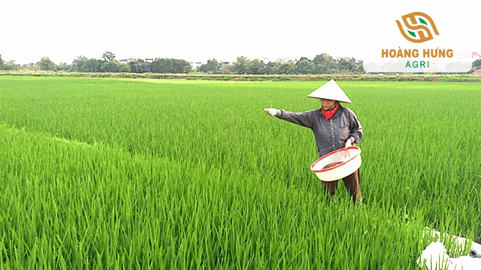 Bón phân cho lúa giai đoạn sinh trưởng mạnh giúp tăng số nhánh hữu hiệu và nâng cao năng suất.