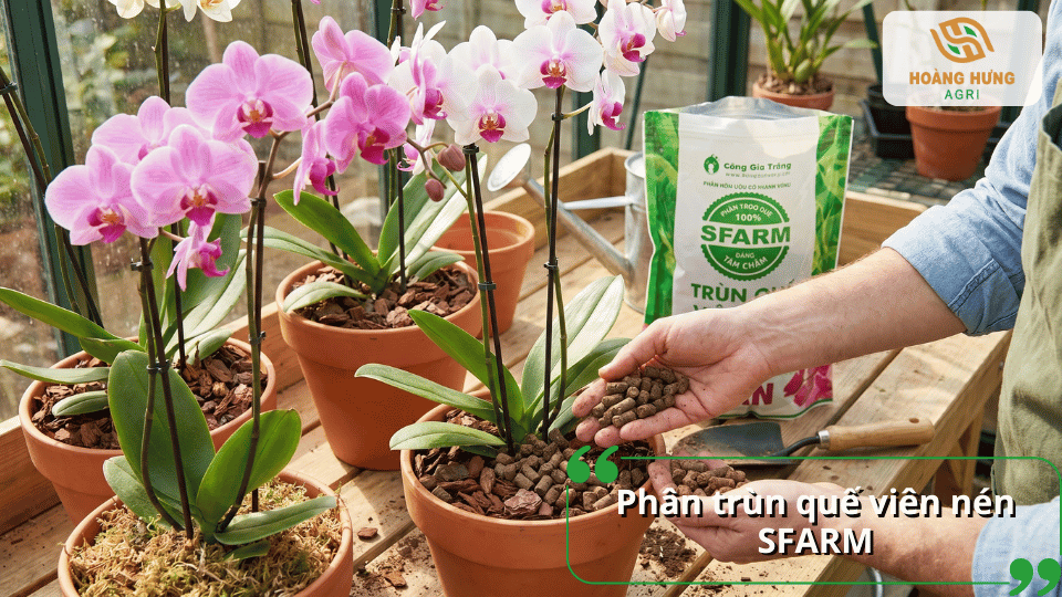 Phân trùn quế viên nén SFARM cho lan bổ sung hữu cơ tự nhiên, cải thiện giá thể và kích thích bộ rễ phát triển.