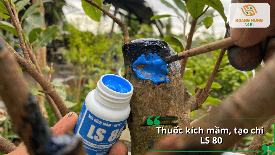 Keo kích mầm LS 80 được bôi lên vết cắt giúp cây mai bật chồi nhanh và tăng tỷ lệ nảy mầm.